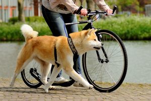 dogscooter
